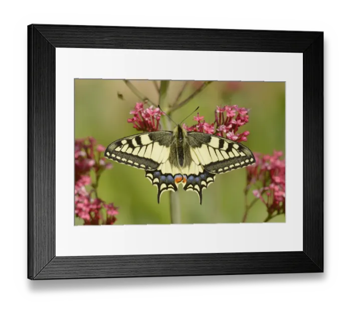 Framed Print : Swallowtail butterfly (Papilio machaon) on flower, Pyrenees, France, May Framed Print : Swallowtail butterfly (Papilio machaon) on flower, Pyrenees, France, May