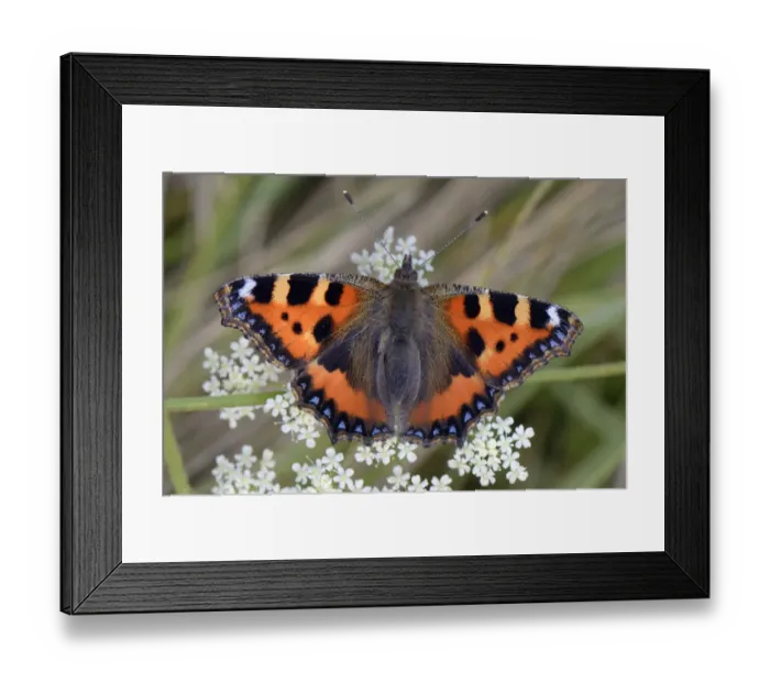 Framed Print : Small tortoiseshell butterfly (Aglais urticae) portrait on Umbel flowers, Wiltshire, UK, August Framed Print : Small tortoiseshell butterfly (Aglais urticae) portrait on Umbel flowers, Wiltshire, UK, August