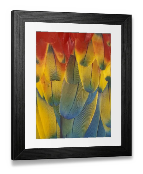 Framed Print : Scarlet Macaw feathers close up {Ara macao} Native South Mexico to Amazonia (Brazil) Framed Print : Scarlet Macaw feathers close up {Ara macao} Native South Mexico to Amazonia (Brazil)