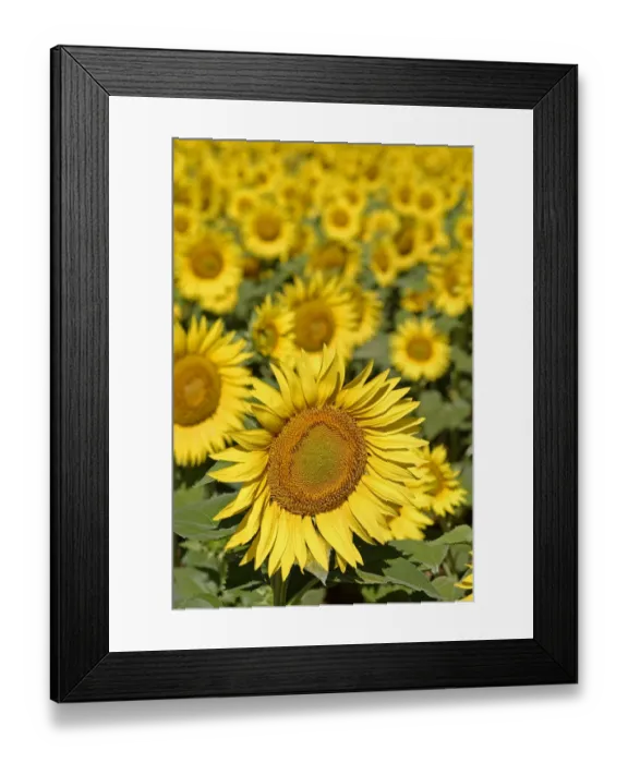 Framed Print : Sunflowers {Helianthus annuus} Spain Framed Print : Sunflowers {Helianthus annuus} Spain