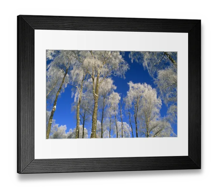Framed Print : Silver birch trees coated in hoar frost {Betula verrucosa} Strathspey, Scotland, UK Framed Print : Silver birch trees coated in hoar frost {Betula verrucosa} Strathspey, Scotland, UK