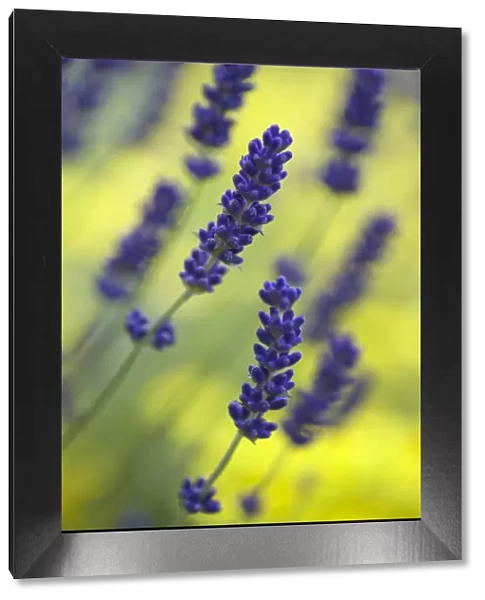 Lavender {Lavandula angustifolia} growing against a background of yellow, UK