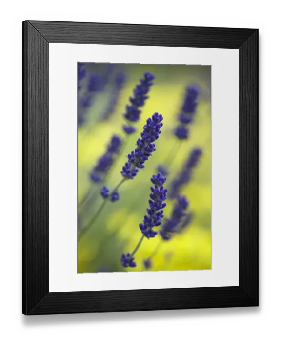 Framed Print : Lavender {Lavandula angustifolia} growing against a background of yellow, UK Framed Print : Lavender {Lavandula angustifolia} growing against a background of yellow, UK