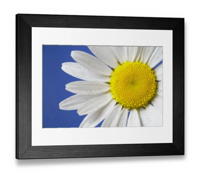 Framed Print : Marguerite / Ox eye daisy (Leucanthemum vulgare) UK Framed Print : Marguerite / Ox eye daisy (Leucanthemum vulgare) UK