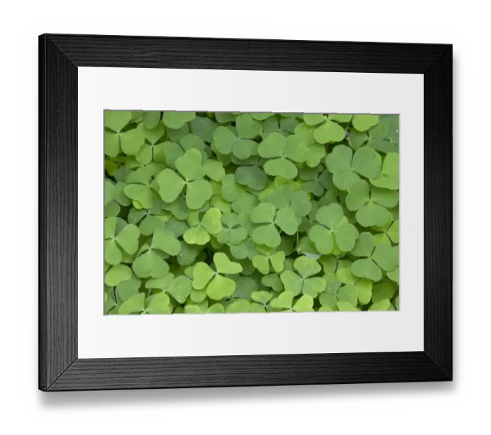 Framed Print : Wood sorrel leaves (Oxalis acetosella), Scotland, UK Framed Print : Wood sorrel leaves (Oxalis acetosella), Scotland, UK
