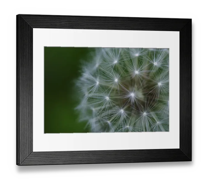 Framed Print : Dandelion seed head (Taraxacum officinale) UK Framed Print : Dandelion seed head (Taraxacum officinale) UK