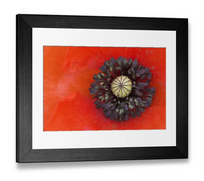 Framed Print : Long headed poppy (Papaver dubium) close up of flower centre, Sussex, UK Framed Print : Long headed poppy (Papaver dubium) close up of flower centre, Sussex, UK