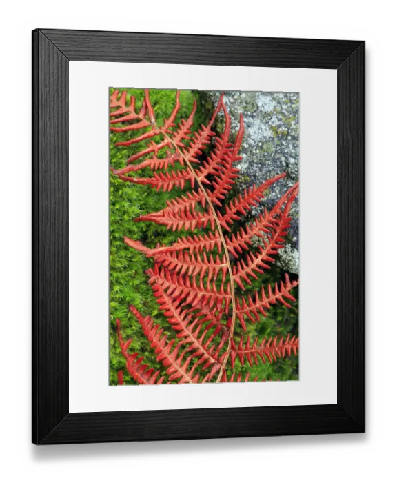 Framed Print : Abstract of fern lying on moss and stone, San Martin de Trevejo, Las Hurdes, Caceres Framed Print : Abstract of fern lying on moss and stone, San Martin de Trevejo, Las Hurdes, Caceres