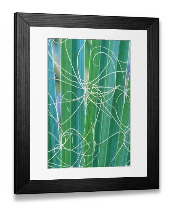 Framed Print : Abstract detail of California Fan Palm (Washingtonia filifera) California, USA Framed Print : Abstract detail of California Fan Palm (Washingtonia filifera) California, USA