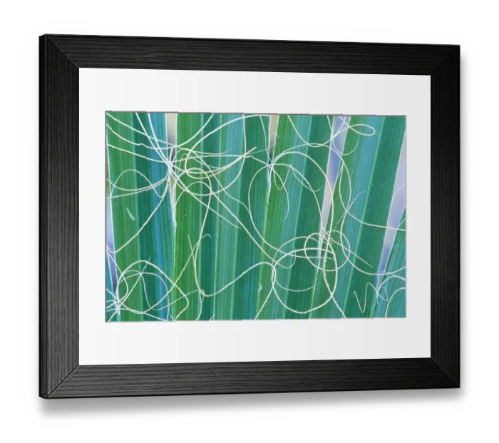 Framed Print : Abstract detail of California Fan Palm (Washingtonia filifera) California, USA Framed Print : Abstract detail of California Fan Palm (Washingtonia filifera) California, USA