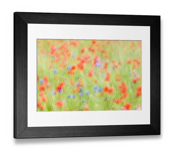 Framed Print : Abstract impression of Common poppies {Papaver sp. } and Cornflowers {Centaurea sp Framed Print : Abstract impression of Common poppies {Papaver sp. } and Cornflowers {Centaurea sp