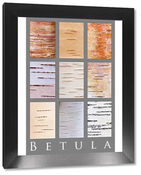 Poster study of different colours and patterns of Birch tree{Betula} bark, Scotland, UK