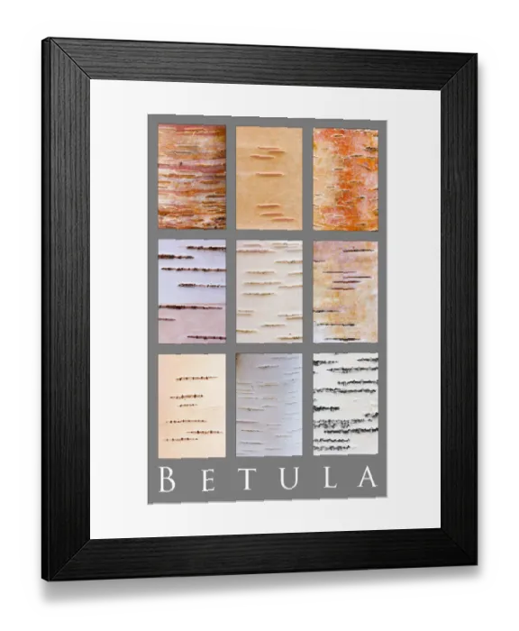 Framed Print : Poster study of different colours and patterns of Birch tree{Betula} bark, Scotland, UK Framed Print : Poster study of different colours and patterns of Birch tree{Betula} bark, Scotland, UK