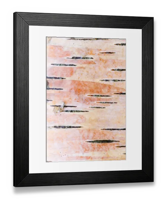 Framed Print : Detail of silver birch bark {Betula verrucosa}, May, Songli, Sor-Trondelag, Norway Framed Print : Detail of silver birch bark {Betula verrucosa}, May, Songli, Sor-Trondelag, Norway