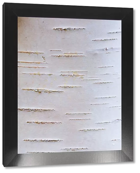 Detail of silver birch bark {Betula verrucosa}, May, Songli, Sor-Trondelag, Norway