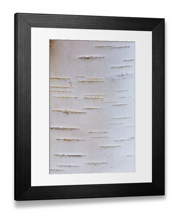 Framed Print : Detail of silver birch bark {Betula verrucosa}, May, Songli, Sor-Trondelag, Norway Framed Print : Detail of silver birch bark {Betula verrucosa}, May, Songli, Sor-Trondelag, Norway