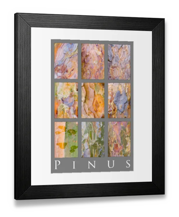 Framed Print : Poster study of patterns on different Pine tree {Pinus} bark, Scotland, UK
