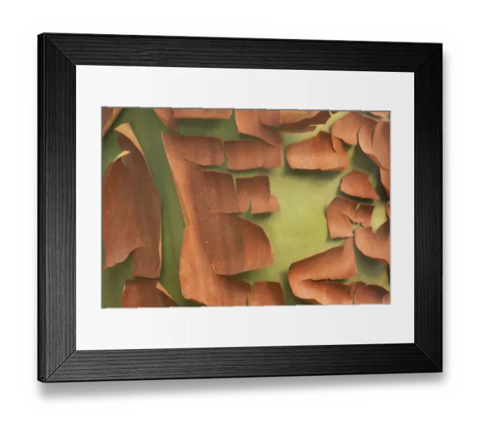 Framed Print : Arbutus / Madrona (Arbutus sp. ) trunk detail, peeling bark, San Juan Island, Washington, USA Framed Print : Arbutus / Madrona (Arbutus sp. ) trunk detail, peeling bark, San Juan Island, Washington, USA