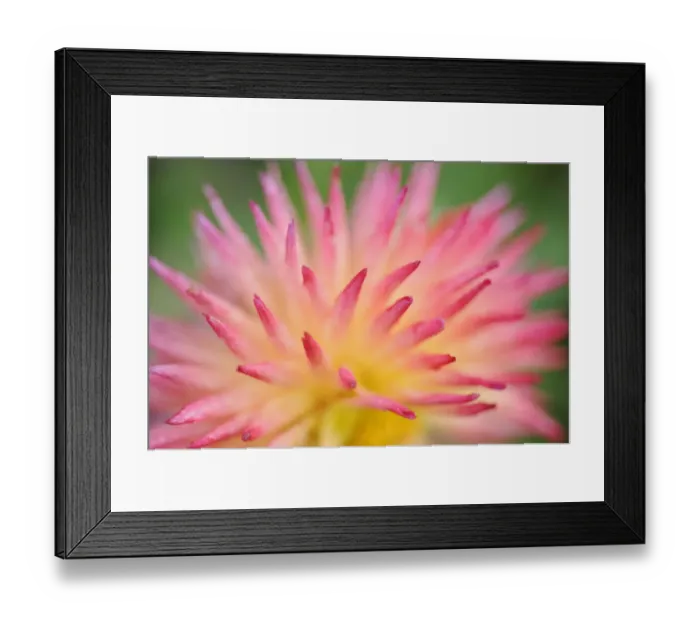 Framed Print : Dahlia cultivar {Dahlia sp} abstract close up of petal formation, UK Framed Print : Dahlia cultivar {Dahlia sp} abstract close up of petal formation, UK