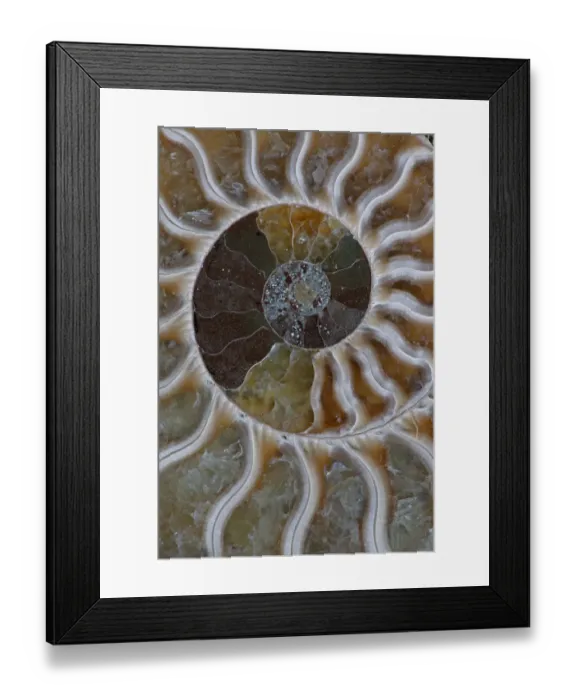 Framed Print : Fossil Ammonite, cross-section, Cleoniceras sp. from Upper Early Cretaceous period