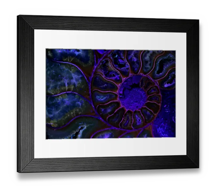 Framed Print : Fossil ammonite viewed under UV light, Cleoniceras spp. from upper early cretaceous period Framed Print : Fossil ammonite viewed under UV light, Cleoniceras spp. from upper early cretaceous period