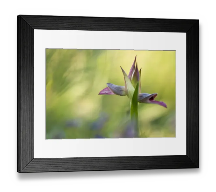 Framed Print : Tongue orchid (Serapias lingua) in flower, Gargano NP, Gargano Peninsula, Apulia Framed Print : Tongue orchid (Serapias lingua) in flower, Gargano NP, Gargano Peninsula, Apulia