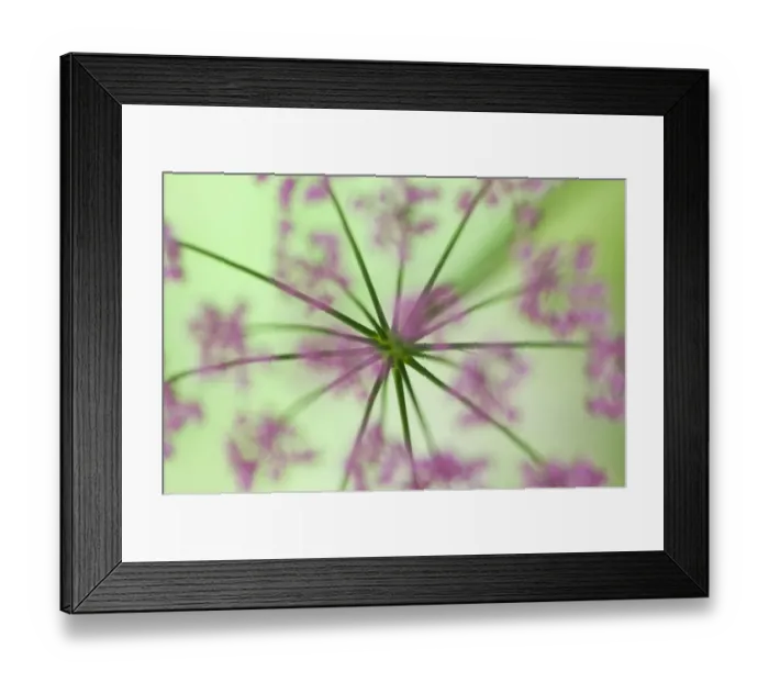 Framed Print : Alpine lovage (Ligusticum mutellina) flower head, Liechtenstein, June 2009 Framed Print : Alpine lovage (Ligusticum mutellina) flower head, Liechtenstein, June 2009