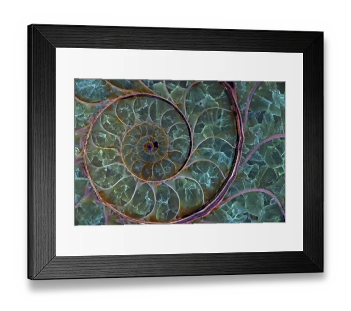 Framed Print : Fossil ammonite viewed under UV light, Desmoceras spp. upper early cretaceous, Albian stage Framed Print : Fossil ammonite viewed under UV light, Desmoceras spp. upper early cretaceous, Albian stage