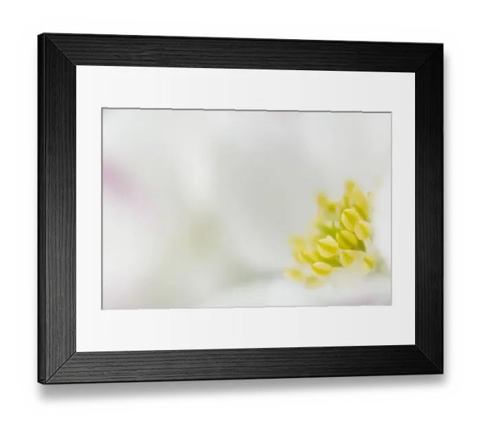 Framed Print : Narcissus-flowered anemone (Anemone narcissiflora) close-up of flower, Liechtenstein Framed Print : Narcissus-flowered anemone (Anemone narcissiflora) close-up of flower, Liechtenstein