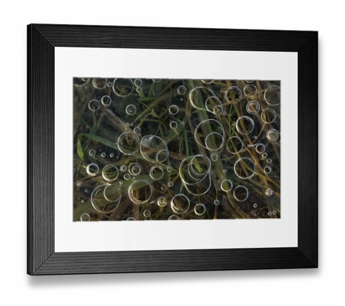 Framed Print : Air bubbles trapped below the surface of an ice covered body of water, with grass below Framed Print : Air bubbles trapped below the surface of an ice covered body of water, with grass below