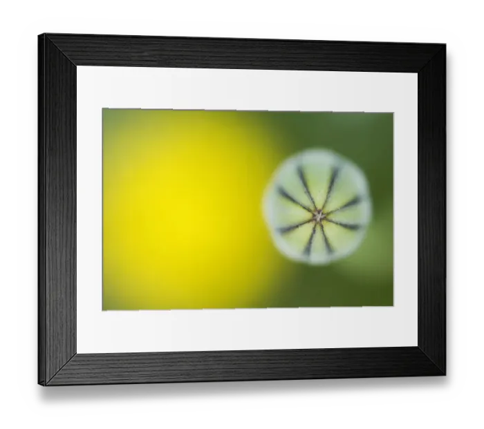 Framed Print : Tuberous hawkbit (Leontodon tuberosus) bud, abstract, Menorca, Balearic Islands, Spain Framed Print : Tuberous hawkbit (Leontodon tuberosus) bud, abstract, Menorca, Balearic Islands, Spain