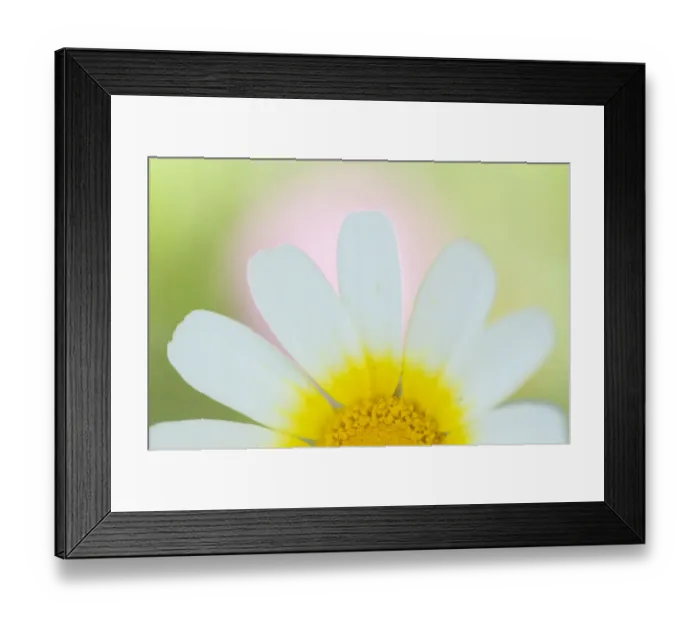 Framed Print : Crown daisy flower (Glebionis coronarium) Menorca, Balearic Islands, Spain, Europe Framed Print : Crown daisy flower (Glebionis coronarium) Menorca, Balearic Islands, Spain, Europe