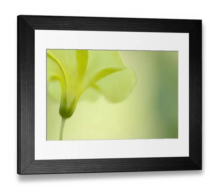 Framed Print : Convolulus flower (Convolvulus sp) Menorca, Balearic Islands, Spain, Europe Framed Print : Convolulus flower (Convolvulus sp) Menorca, Balearic Islands, Spain, Europe