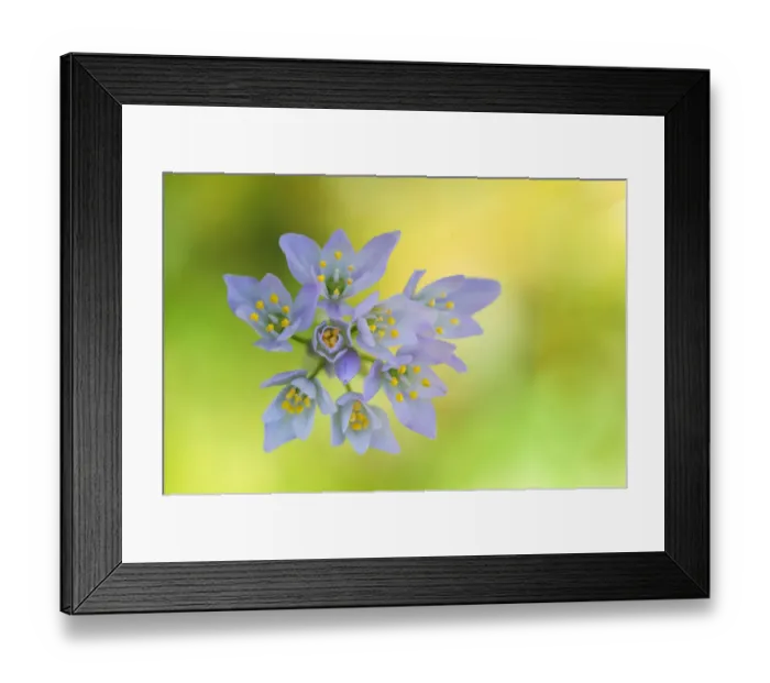 Framed Print : Rose garlic (Allium roseum) Menorca, Balearic Islands, Spain, Europe Framed Print : Rose garlic (Allium roseum) Menorca, Balearic Islands, Spain, Europe