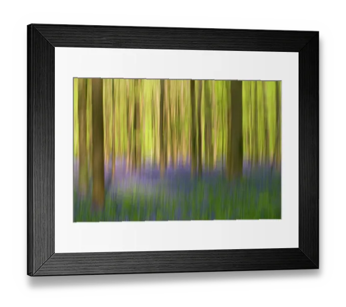 Framed Print : Bluebells (Hyacinthoides non-scripta / Endymion scriptum) flowering in Beech wood, Hallerbos, Belgium, April, long exposure Framed Print : Bluebells (Hyacinthoides non-scripta / Endymion scriptum) flowering in Beech wood, Hallerbos, Belgium, April, long exposure