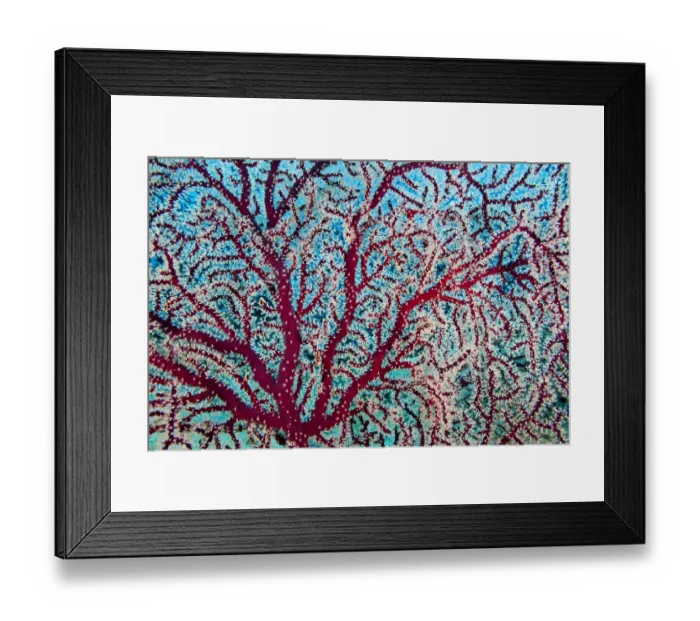 Framed Print : Gorgonian coral (Gorganacea) with polyps extended for feeding, Savusavu, Fiji Framed Print : Gorgonian coral (Gorganacea) with polyps extended for feeding, Savusavu, Fiji