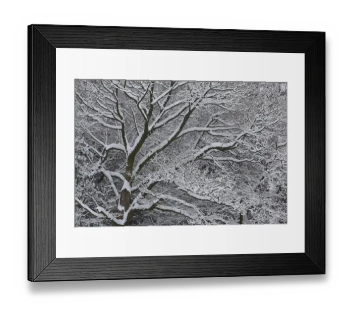 Framed Print : Winter scene with mature tree branches covered in snow, Herefordshire, England, UK Framed Print : Winter scene with mature tree branches covered in snow, Herefordshire, England, UK