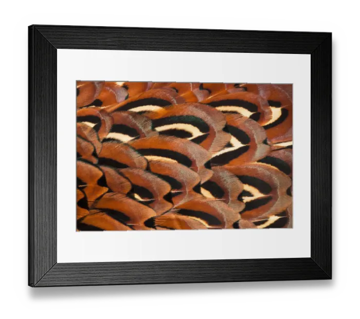 Framed Print : Close up of feathers of cock Pheasant (Phasianus colchicus) Framed Print : Close up of feathers of cock Pheasant (Phasianus colchicus)