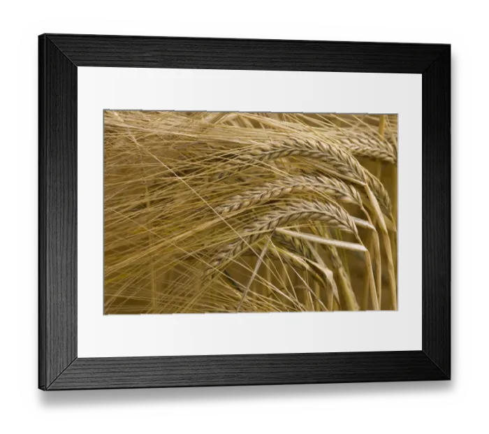Framed Print : Barley ears (Hordeum vulgare) ready for harvest, Norfolk, UK Framed Print : Barley ears (Hordeum vulgare) ready for harvest, Norfolk, UK