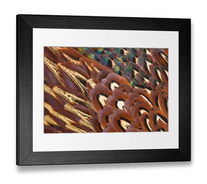 Framed Print : Close up of feathers of cock Pheasant (Phasianus colchicus) Framed Print : Close up of feathers of cock Pheasant (Phasianus colchicus)