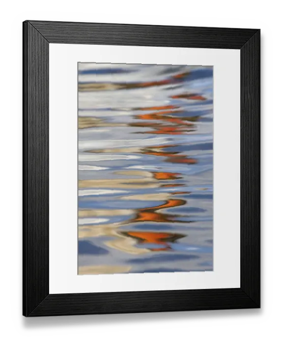 Framed Print : Mute swan (Cygnus olar) reflection in water, UK Framed Print : Mute swan (Cygnus olar) reflection in water, UK