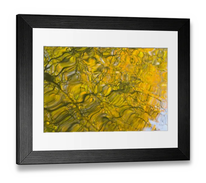Framed Print : Oak (Quercus robur) and Goat Willow (Salix caprea) leaves reflected in pool to create Framed Print : Oak (Quercus robur) and Goat Willow (Salix caprea) leaves reflected in pool to create