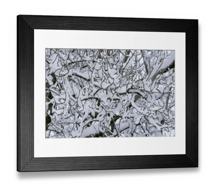 Framed Print : Ash (Fraxinus exclesior) tree twigs in the snow. Powys, Wales, December Framed Print : Ash (Fraxinus exclesior) tree twigs in the snow. Powys, Wales, December