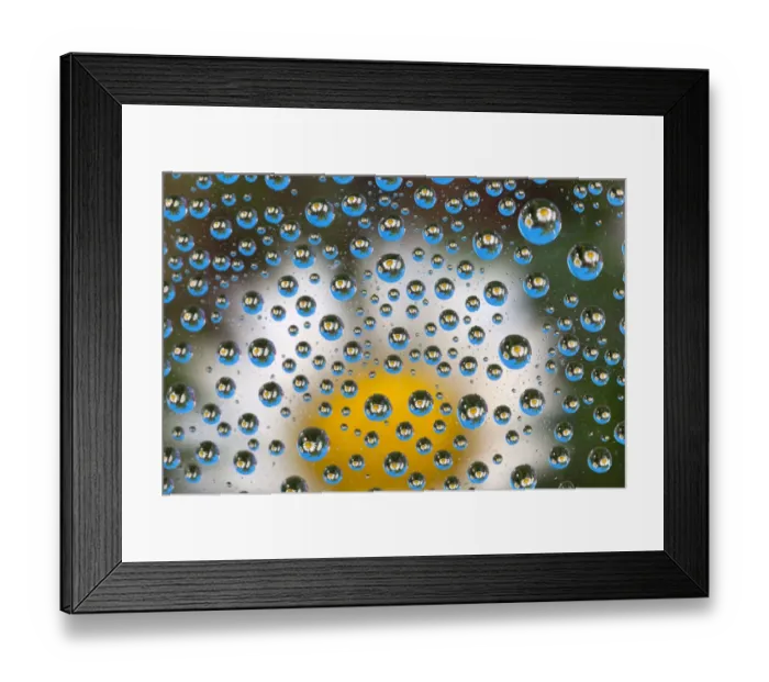Framed Print : Common Daisies (Bellis perennis) reflected in water droplets Framed Print : Common Daisies (Bellis perennis) reflected in water droplets