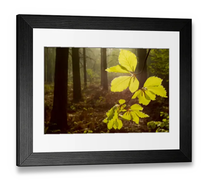 Framed Print : Beech leaves (Fagus sylvatica) backlit at dawn with forest in background, The National Forest Framed Print : Beech leaves (Fagus sylvatica) backlit at dawn with forest in background, The National Forest