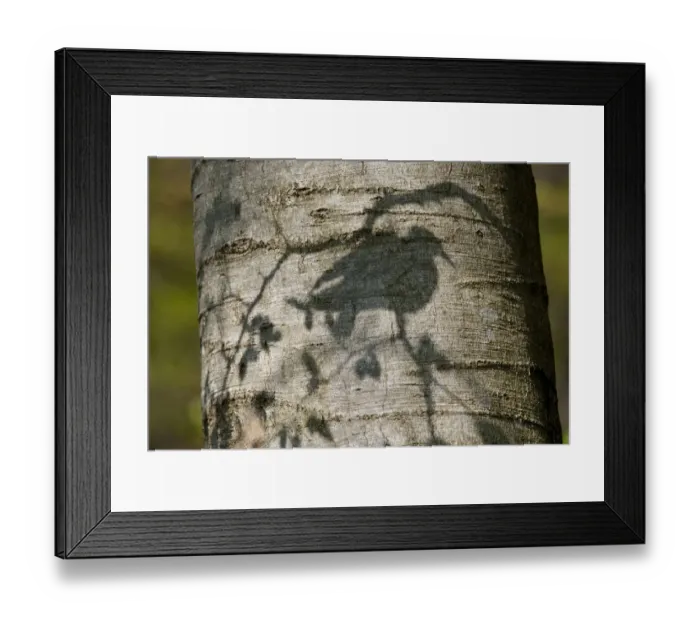 Framed Print : Stockdove (Columba oenas) shadow on the trunk of beech tree. Black Forest, Germany, April Framed Print : Stockdove (Columba oenas) shadow on the trunk of beech tree. Black Forest, Germany, April