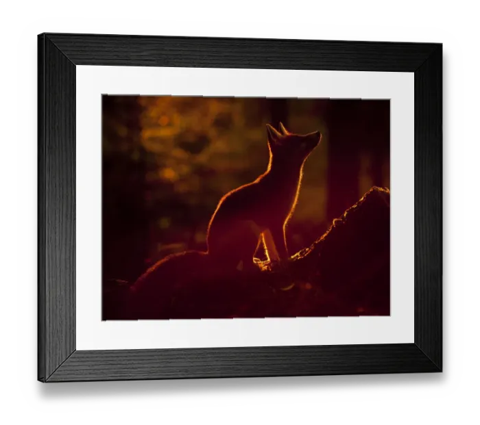 Framed Print : Red Fox (Vulpes vulpes) silhouetted in evening light. Black Forest, Germany, August Framed Print : Red Fox (Vulpes vulpes) silhouetted in evening light. Black Forest, Germany, August