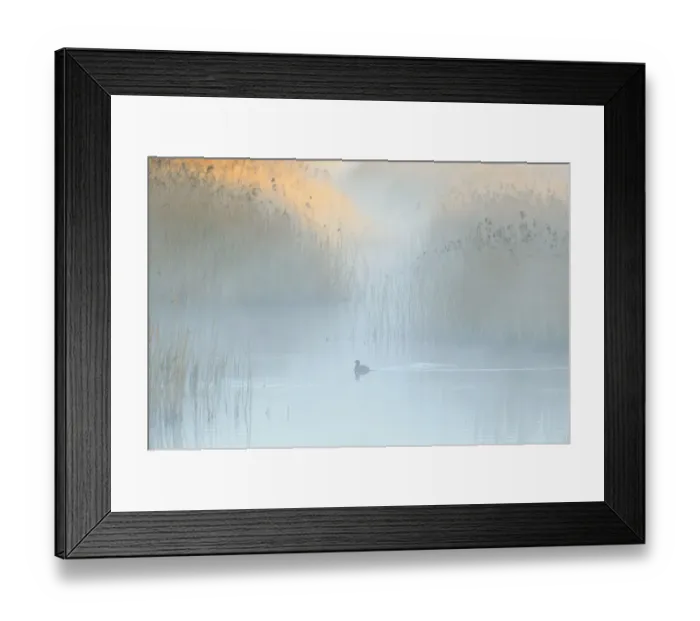 Framed Print : Reedbeds at dawn with Coot (Fulica atra) in mist, Lakenheath Fen RSPB Reserve, Suffolk, UK, May Framed Print : Reedbeds at dawn with Coot (Fulica atra) in mist, Lakenheath Fen RSPB Reserve, Suffolk, UK, May