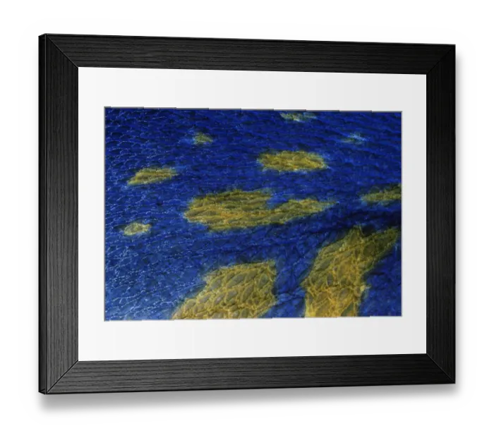 Framed Print : Close-up of scales of the Yellowbar Angelfish (Pomacanthus maculosus). Red Sea, Egypt Framed Print : Close-up of scales of the Yellowbar Angelfish (Pomacanthus maculosus). Red Sea, Egypt