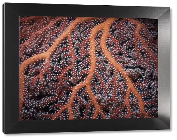 Gorgonian Seafan Coral (Gorgonacea) polyps open to feed at night. South China Sea